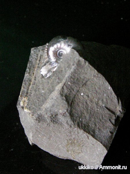 юра, Исады, Jurassic