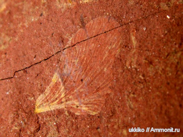 пермь, отпечатки, Permian