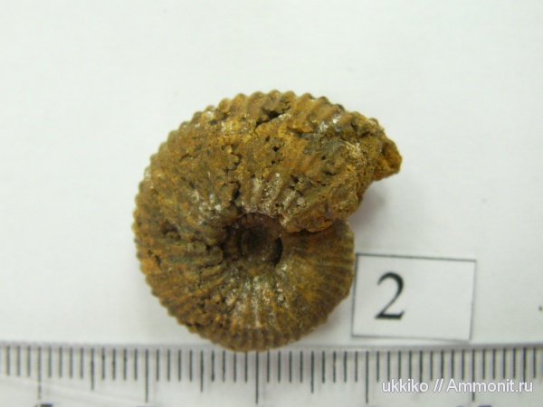 юра, келловей, Исады, Callovian, Jurassic, Middle Jurassic