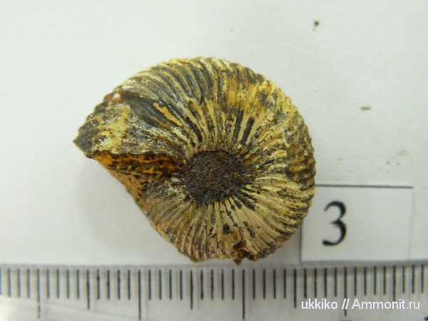 юра, келловей, Исады, Callovian, Jurassic, Middle Jurassic