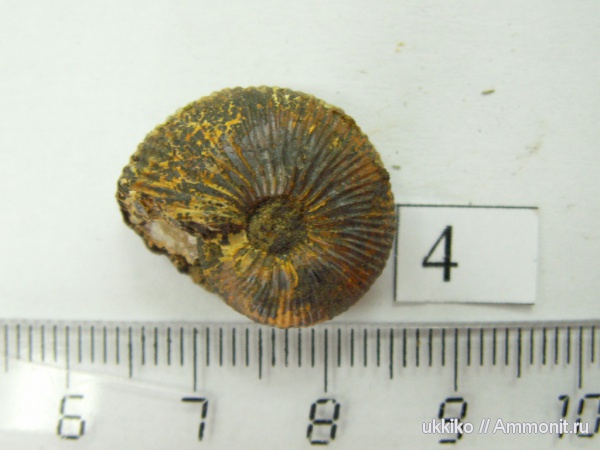 юра, келловей, Исады, Callovian, Jurassic, Middle Jurassic