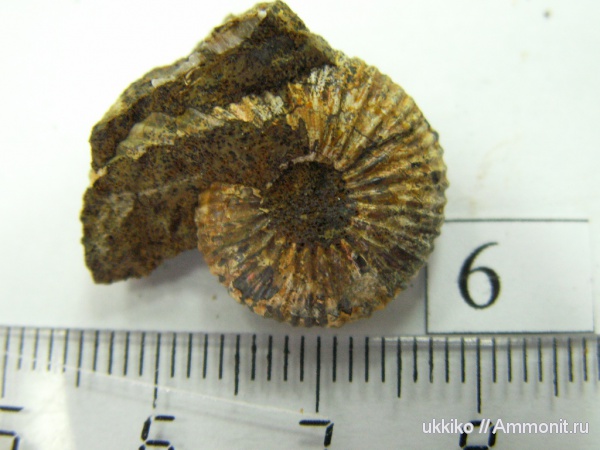 юра, келловей, Исады, Callovian, Jurassic, Middle Jurassic