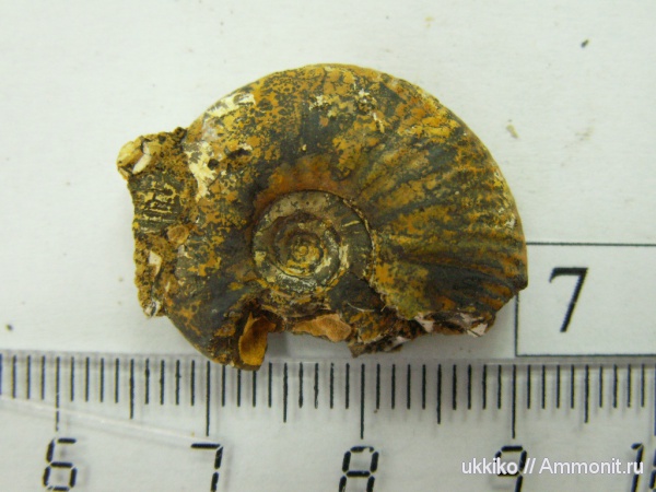 юра, келловей, Исады, Callovian, Jurassic, Middle Jurassic