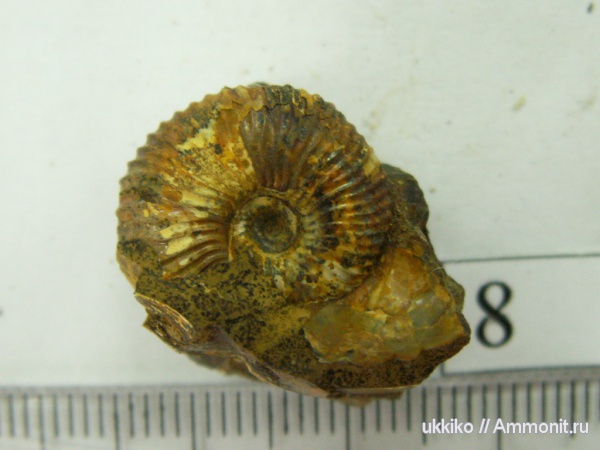 юра, келловей, Исады, Callovian, Jurassic, Middle Jurassic