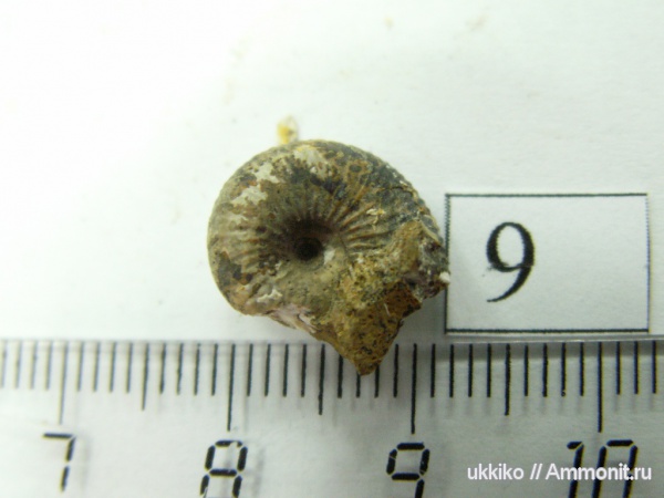 юра, келловей, Исады, Callovian, Jurassic, Middle Jurassic