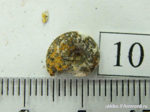 юра, келловей, Исады, Callovian, Jurassic, Middle Jurassic