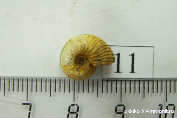 юра, келловей, Исады, Callovian, Jurassic, Middle Jurassic