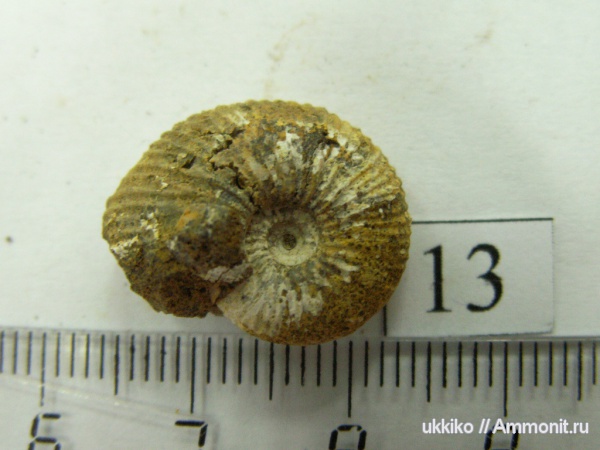 юра, келловей, Исады, Callovian, Jurassic, Middle Jurassic