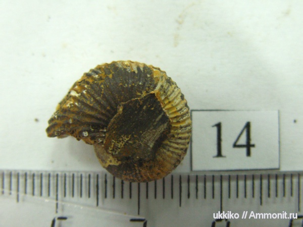 юра, келловей, Исады, Callovian, Jurassic, Middle Jurassic