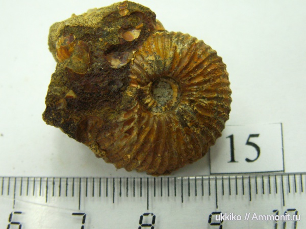 юра, келловей, Исады, Callovian, Jurassic, Middle Jurassic