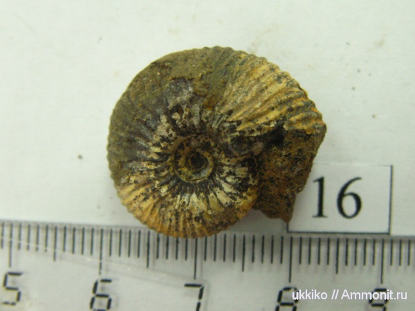 юра, келловей, Исады, Callovian, Jurassic, Middle Jurassic