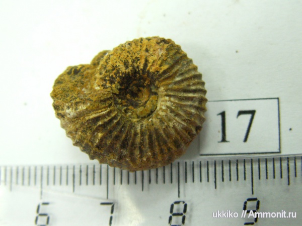 юра, келловей, Исады, Callovian, Jurassic, Middle Jurassic