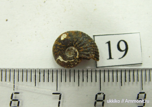 юра, келловей, Исады, Callovian, Jurassic, Middle Jurassic