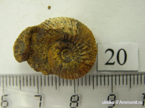 юра, келловей, Исады, Callovian, Jurassic, Middle Jurassic