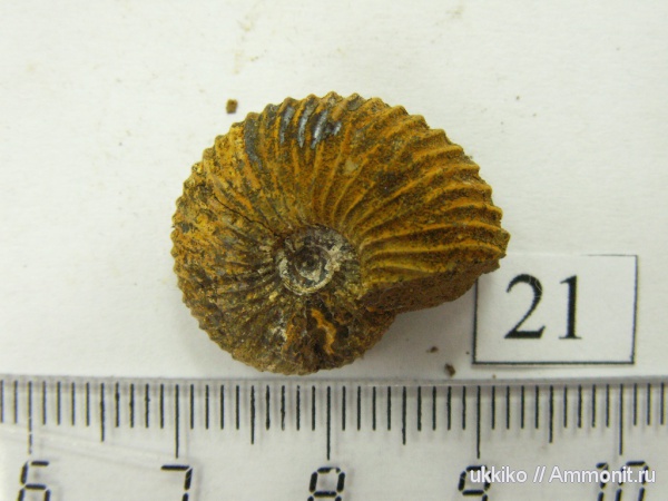 юра, келловей, Исады, Callovian, Jurassic, Middle Jurassic