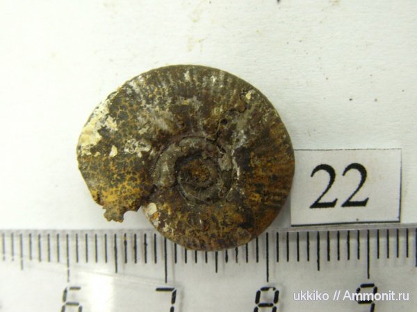 юра, келловей, Исады, Callovian, Jurassic, Middle Jurassic