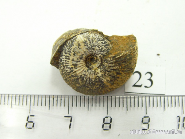 юра, келловей, Исады, Callovian, Jurassic, Middle Jurassic