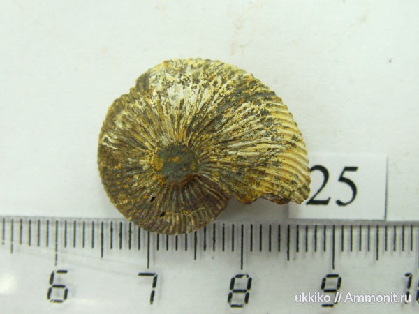 юра, келловей, Исады, Callovian, Jurassic, Middle Jurassic