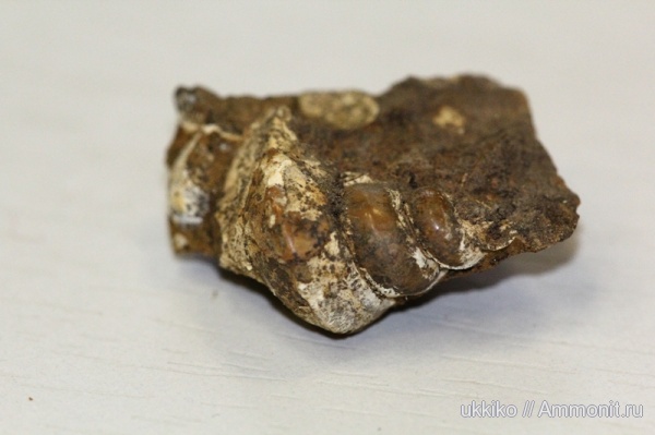 гастроподы, юра, Исады, Jurassic