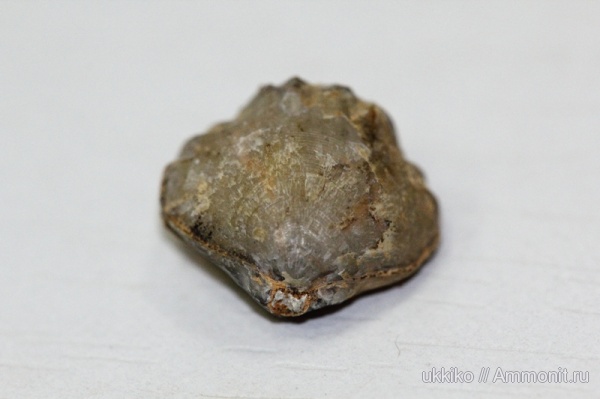 брахиоподы, юра, Исады, Jurassic