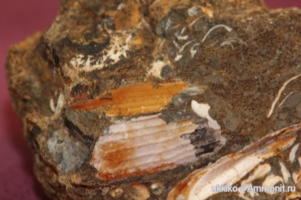 юра, Pinna, Исады, Jurassic