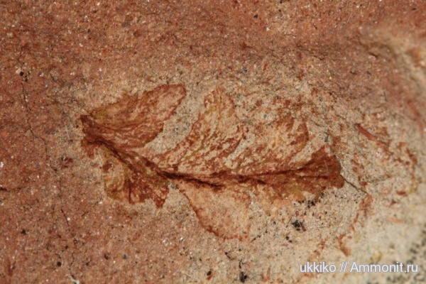 пермь, растения, Permian