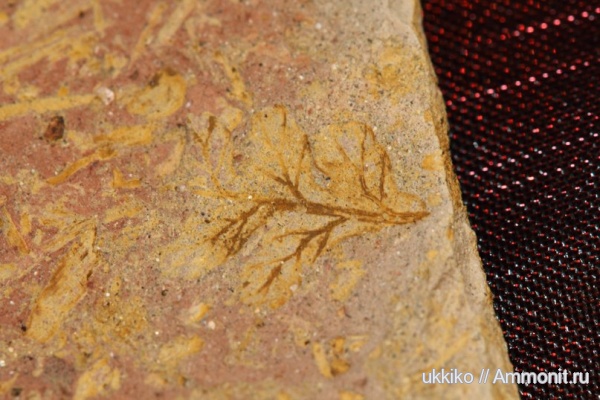 пермь, растения, Permian