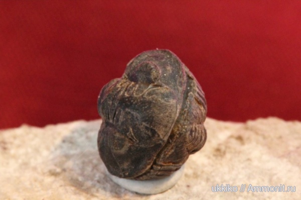 трилобиты, девон, Devonian, Acastidae, Acastoides