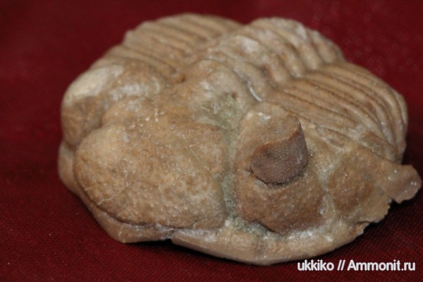 трилобиты, ордовик, р. Волхов, Chasmops praecurrens, Ordovician