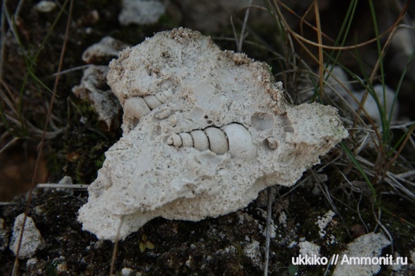 гастроподы, пермь, Нижегородская область, Permian