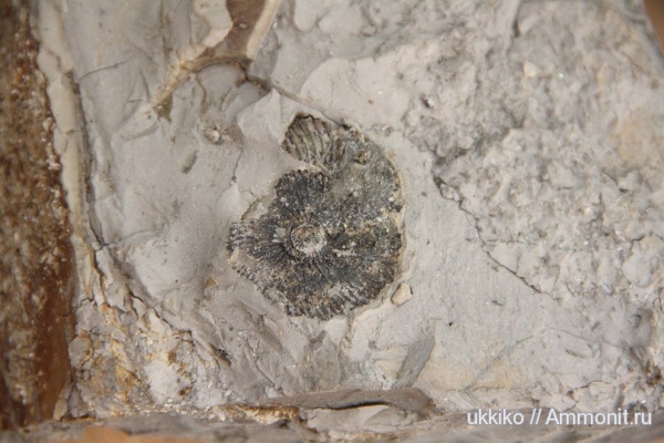 аммониты, юра, Ammonites, Нижегородская область, Jurassic