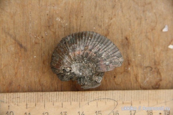 аммониты, юра, Ammonites, Нижегородская область, Jurassic