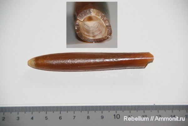 Belemnitella, Belemnitella lanceolata