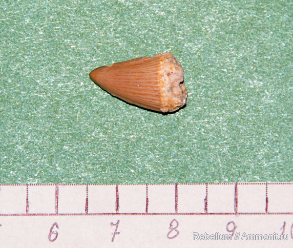 зубы, мозазавры, морские рептилии, Mosasaurus, teeth