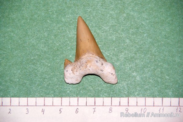 акулы, Otodus, sharks