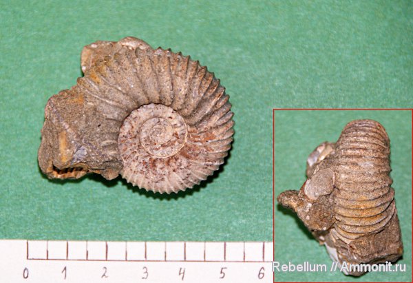 Pavlovia, Полярный Урал