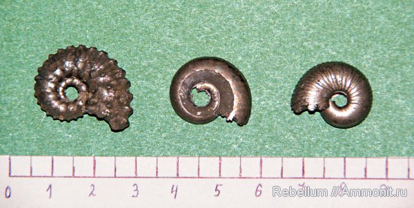 Lunuloceras, Kosmoceras, Funiferites, Brightia