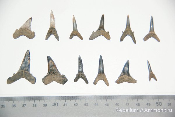 акулы, зубы акул, Striatolamia, shark teeth, sharks