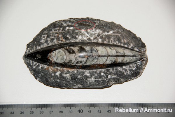 ортоцерасы, девон, Марокко, Devonian