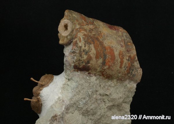 Endoceras, Cybele, Cybele panderi, Endocerida, Ordovician