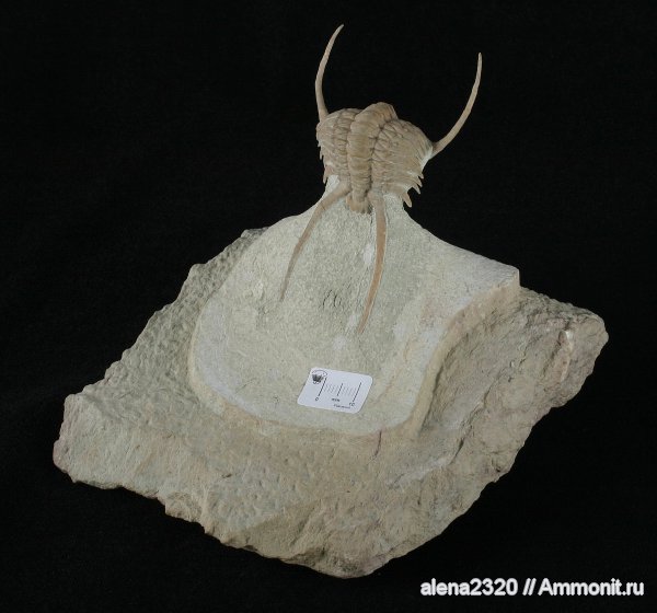 Paraceraurus exsul, Cheiruridae