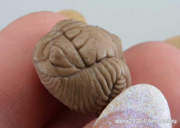 Pliomera, Pliomera fischeri, Cheiruroidea, Pliomeridae