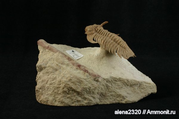 Hoplolichas plautini, Hoplolichas, Lichidae