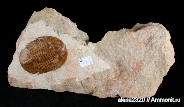 Pseudobasilicus, Basilicus