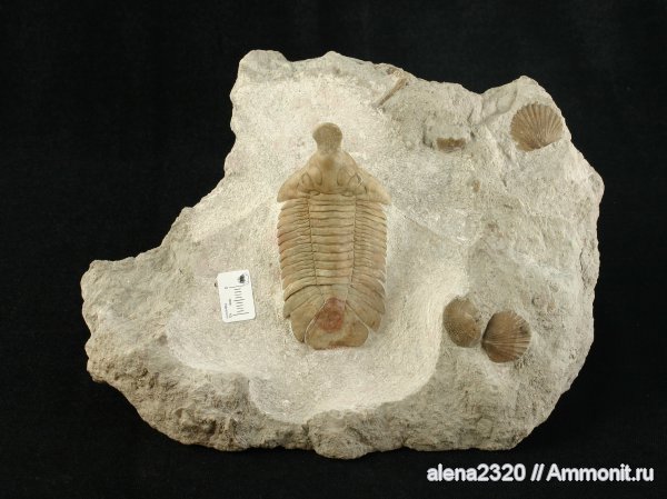 трилобиты, членистоногие, Metopolichas, Metopolichas platyrhinus, Lichidae