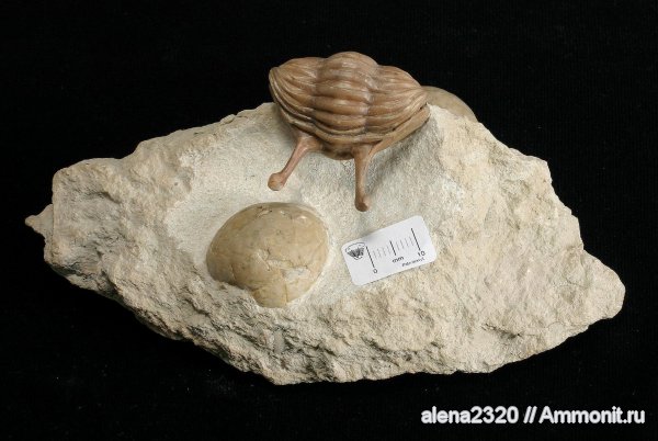 Asaphus, Asaphus kowalewskii