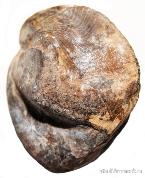 брахиоподы, девон, Devonian, Кузбасс, Plicathyris, Athyridida