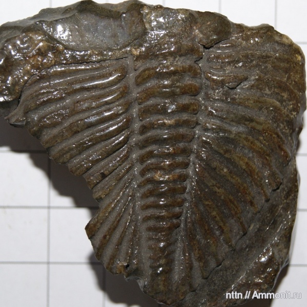 трилобиты, Probolium, Горный Алтай