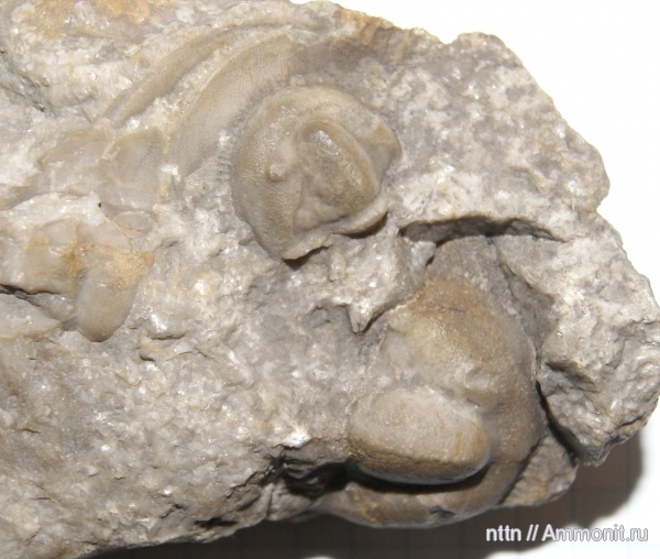 трилобиты, Чехия, Harpes, Lioharpes, Lioharpes venulosus, Harpes venulosus