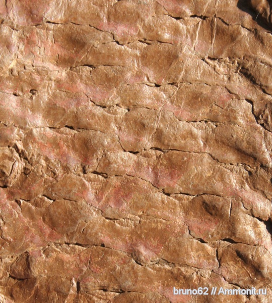 carboniferous flora from northern france